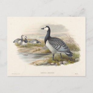 Cartão Postal Barnacle Goose por Joseph Wolf