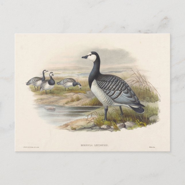 Cartão Postal Barnacle Goose por Joseph Wolf (Frente)