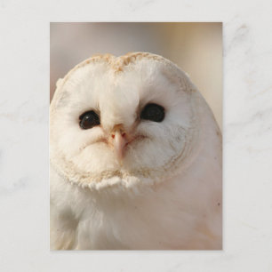Cartão Postal Barny, o Barn Owl