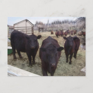 Cartão Postal Barnyard Cattle