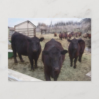 Cartão Postal Barnyard Cattle