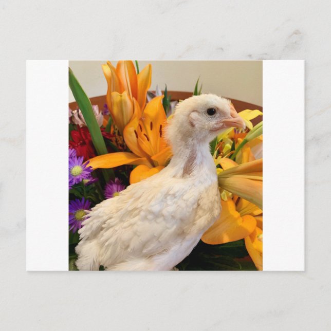 Cartão Postal barra branca da geada (Frente)