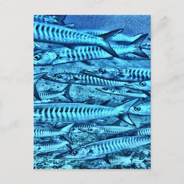 Cartão Postal Barracuda (Frente)