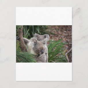 Cartão Postal Barragem de Animais Safari Koala, Árvore Selvagem 