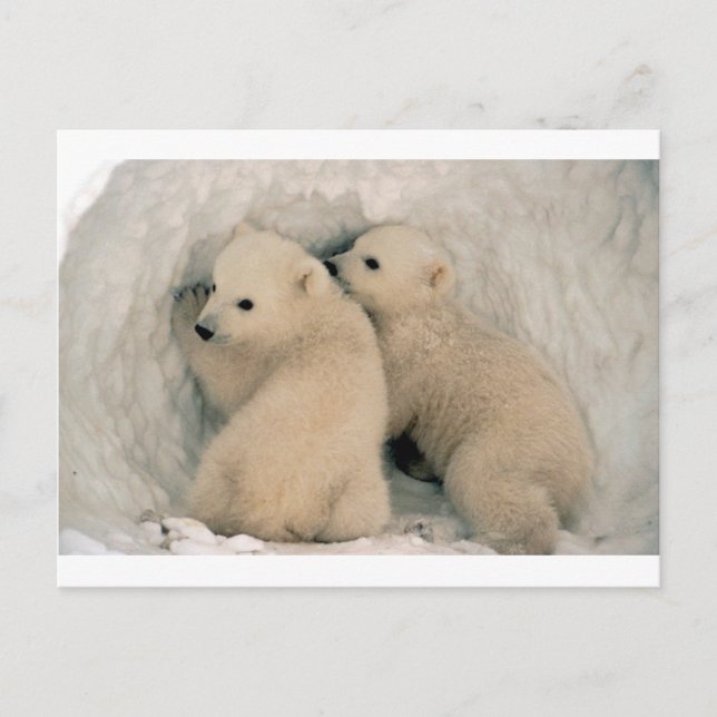 CARTÃO POSTAL BARRAS POLARES DE BEBÊ GÊMEO (Frente)