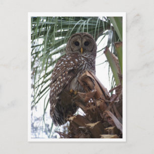 Cartão Postal Barred Owl