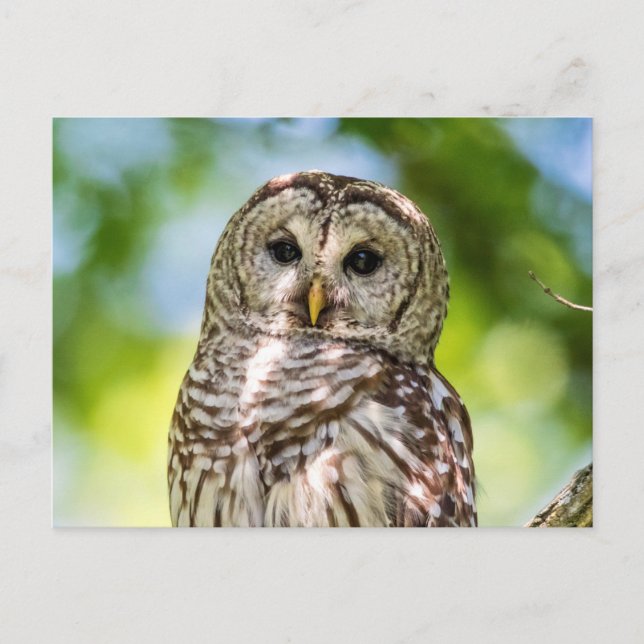 Cartão Postal Barred Owl (Frente)