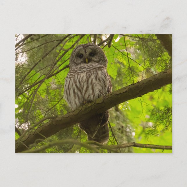 Cartão Postal Barred Owl (Frente)
