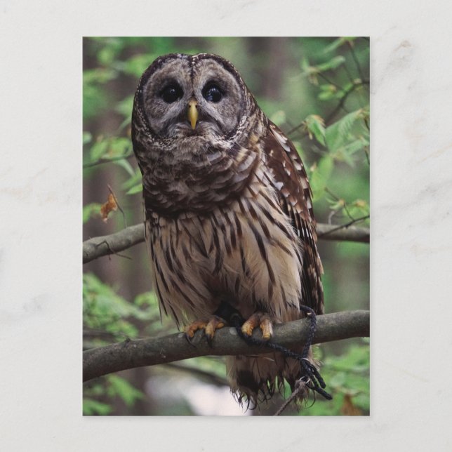 Cartão Postal Barred Owl (Frente)