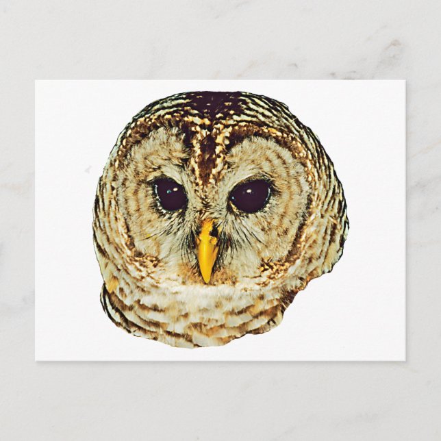 Cartão Postal Barred Owl (Frente)