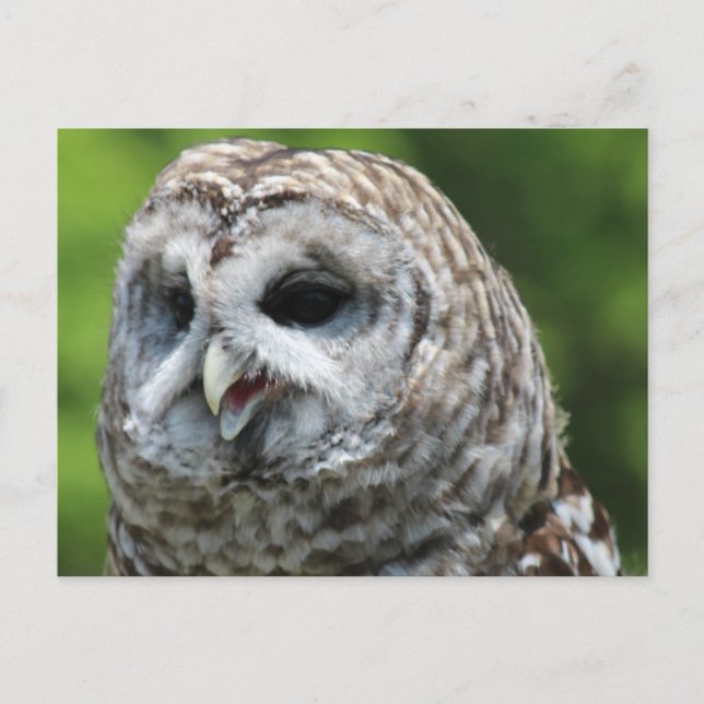 Cartão Postal Barred Owl (Frente)