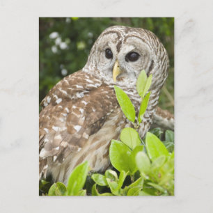 Cartão Postal Barred Owl