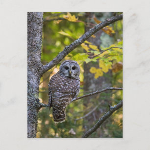 Cartão Postal Barred Owl em outono   Alger County, MI