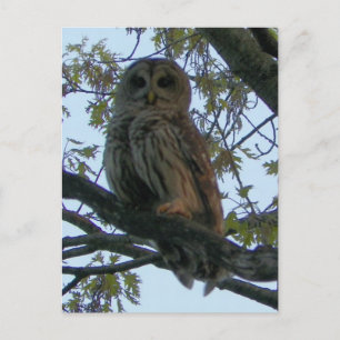 Cartão Postal Barred Owl (Hoot Owl)