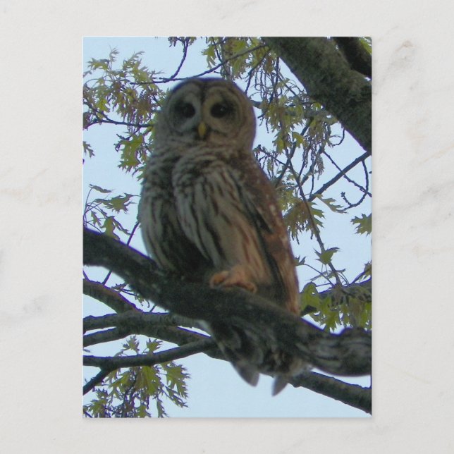 Cartão Postal Barred Owl (Hoot Owl) (Frente)