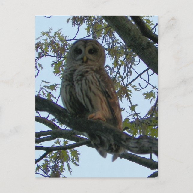 Cartão Postal Barred Owl (Hoot Owl) (Frente)
