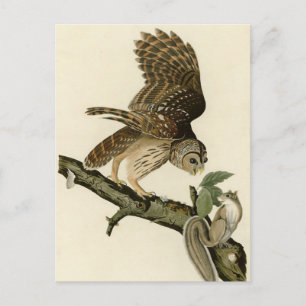 Cartão Postal Barred Owl, os Pássaros da América de John James A