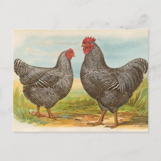 Cartão postal "Barred Plymouth Rock Chickens" (Frente)