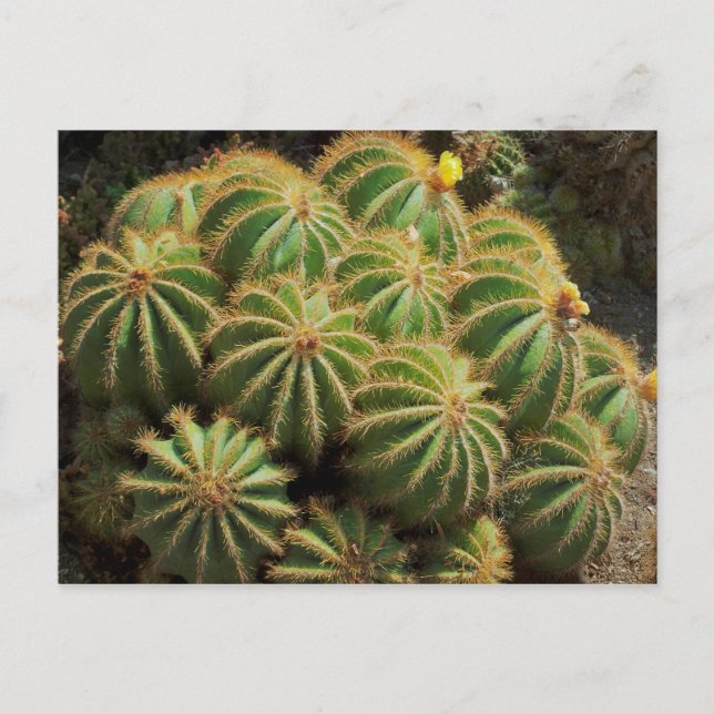 Cartão Postal Barrel Cactus (Frente)