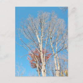 Cartão Postal Barren Trees