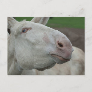Cartão Postal Barroco Branco Donkey