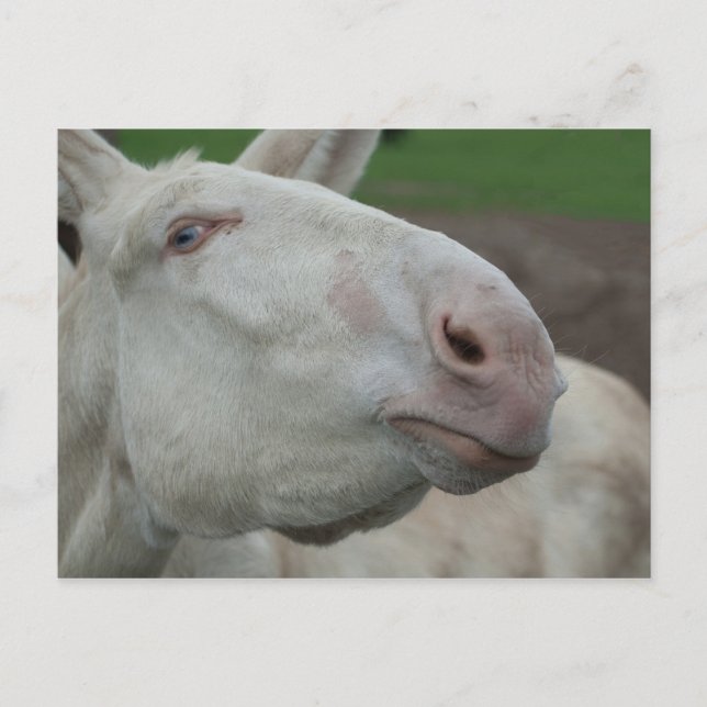 Cartão Postal Barroco Branco Donkey (Frente)