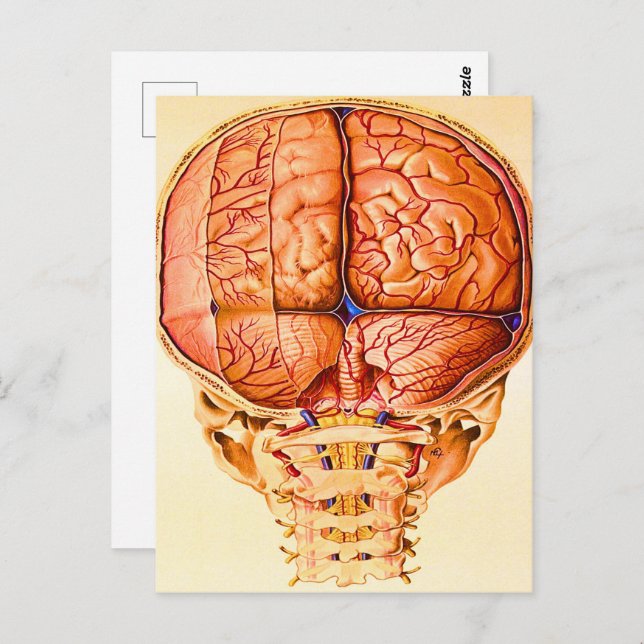 Cartão Postal Base Cérebro E Menciona O Litógrafo (Frente/Verso)