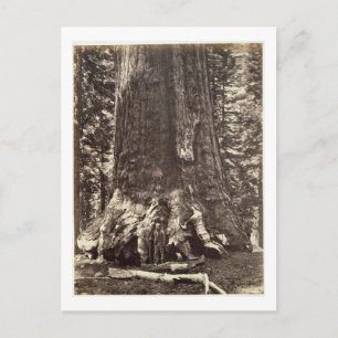 Cartão Postal Base do Gigante Grizzly, do Livro Yosemite