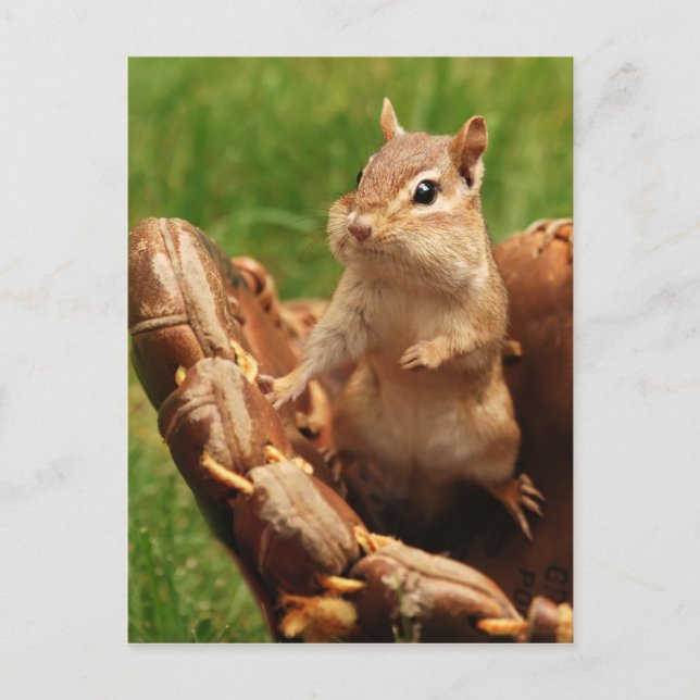 Cartão Postal Baseball Loving Chipmunk (Frente)