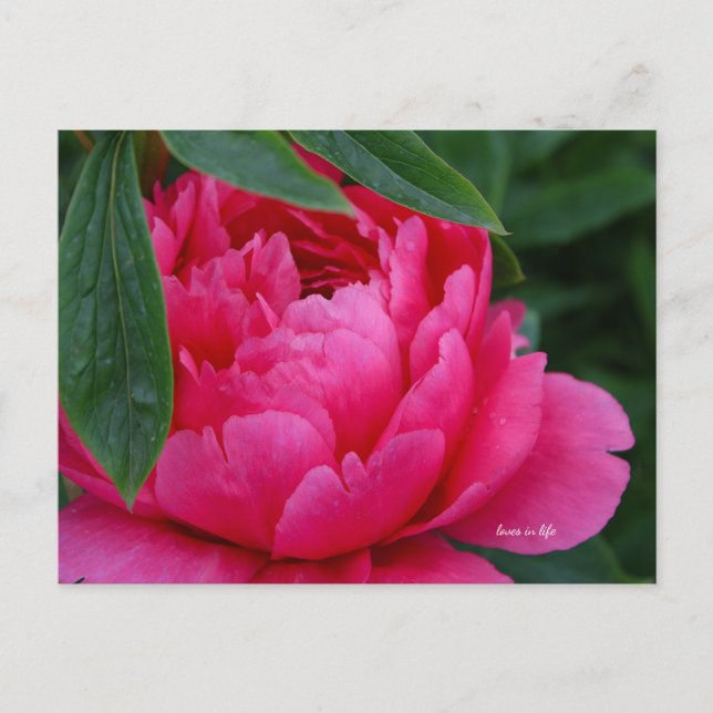 Cartão Postal Bashful Pink Peony (Frente)
