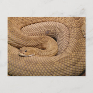 Cartão Postal Basilisk Rattlesnake