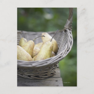 Cartão Postal Basket of freshly picked pears