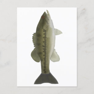 Cartão Postal Bass Visitado