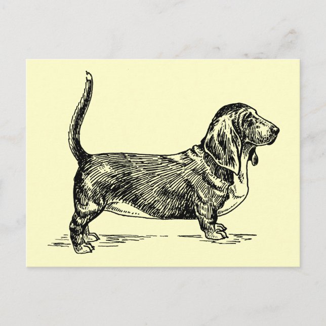 Cartão Postal Basset_Hound (Frente)