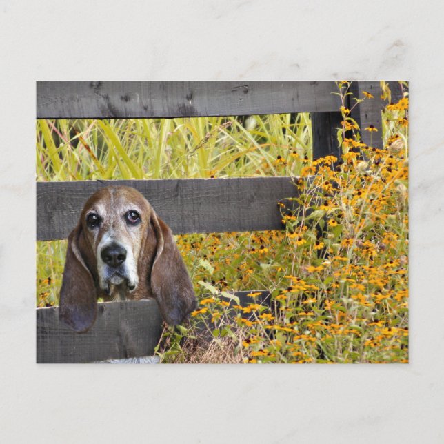 Cartão Postal Basset Hound Howdy (Frente)