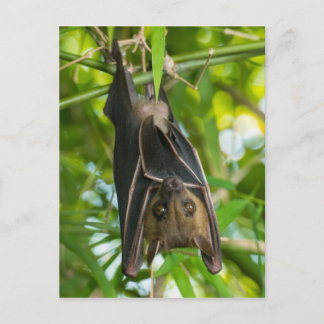 Cartão Postal Bat
