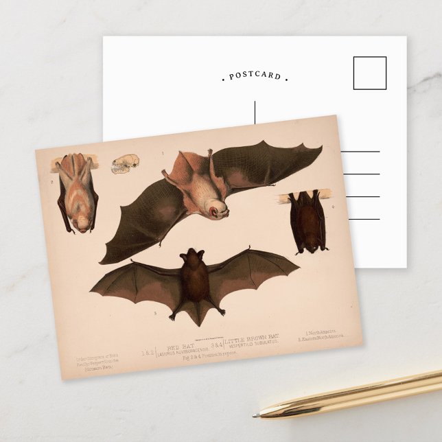 Cartão Postal Bat Vermelho, Bat Castanho | Louis Pitar & Co. (Criador carregado)