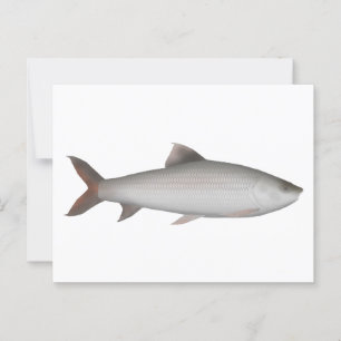 Cartão Postal Bata