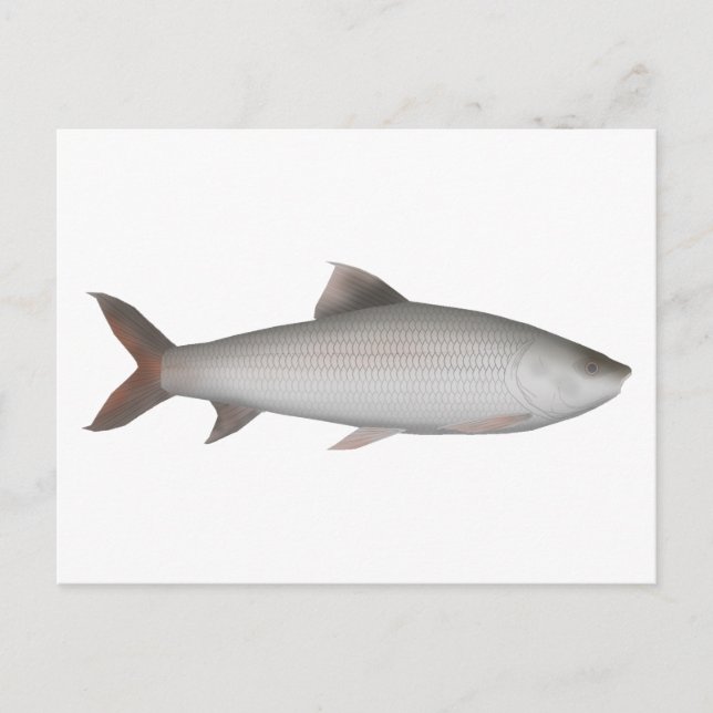 Cartão Postal Bata (Frente)