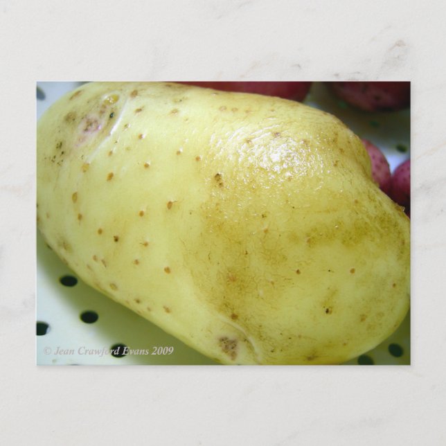 Cartão Postal Batata Dourada Yukon (Frente)