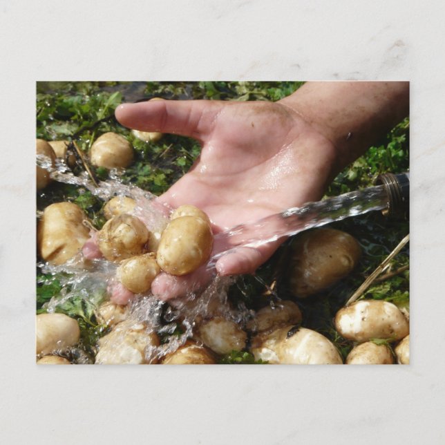 Cartão Postal Batatas de Jardim Frescas sendo Lavadas (Frente)