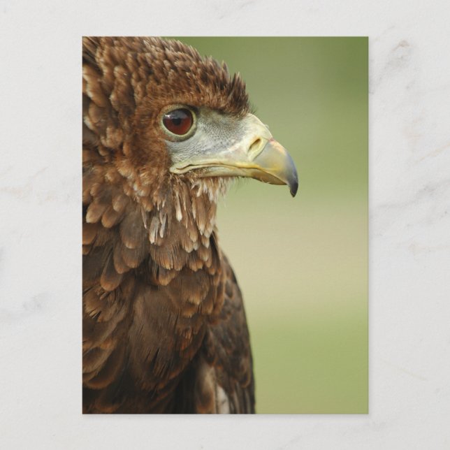 Cartão Postal Bateleur Eagle Terathopius Ecaudatus (Frente)