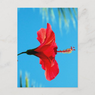 CARTÃO POSTAL BATER NO SOL DA NOITE