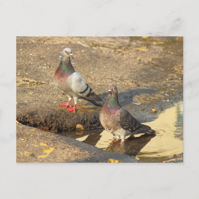 Cartão Postal Bath Time for Pigeons (Frente)