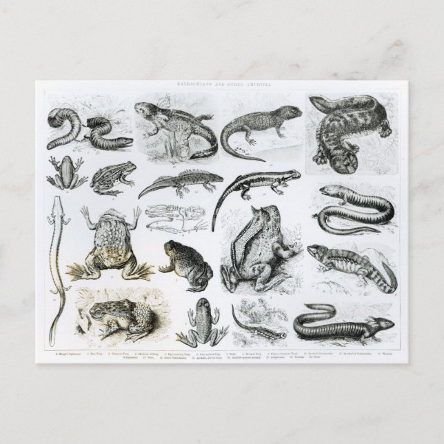 Cartão Postal Batrachians and other Amphibia (Frente)