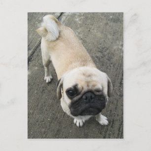 Cartão Postal Bauwk... Soi Dog, Tailândia