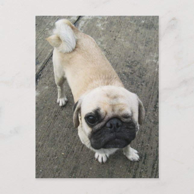 Cartão Postal Bauwk... Soi Dog, Tailândia (Frente)