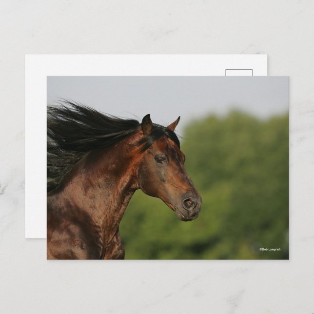 Cartão Postal Bay Morgan Horse Headshot Mane Fluindo (Frente/Verso)