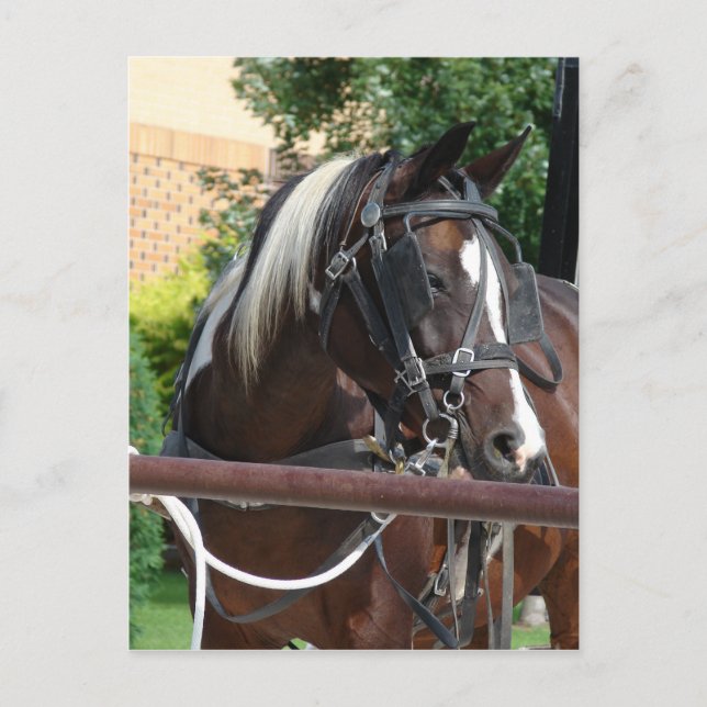 Cartão Postal Bay Pinto Amish Buggy Horse (Frente)