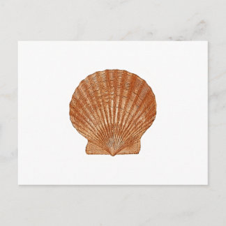 Cartão Postal Bay Scallop Shell
